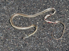Masticophis taeniatus