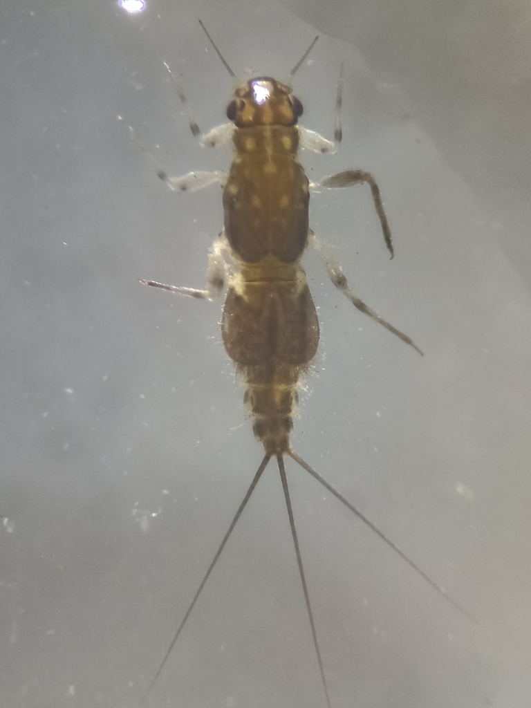 Caenis bajaensis