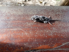 Crocidura caliginea
