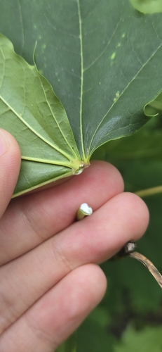 Paprastasis klevas nuotrauka