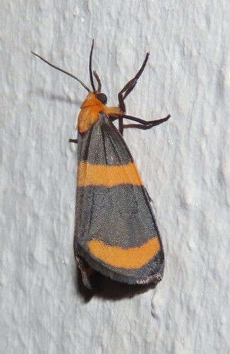 Arid Eudesmia Moth photo 2