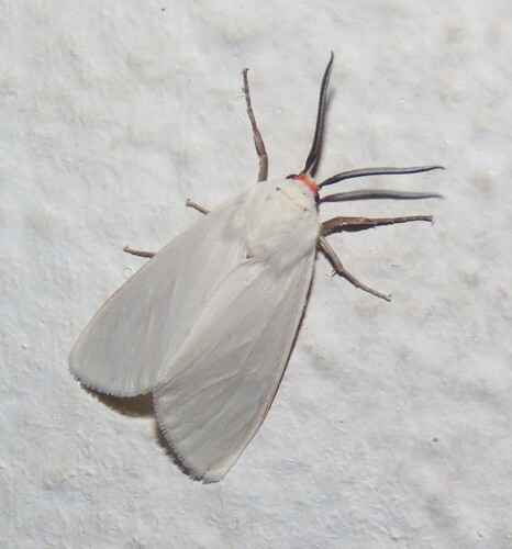 Pygarctia lorula photo 3