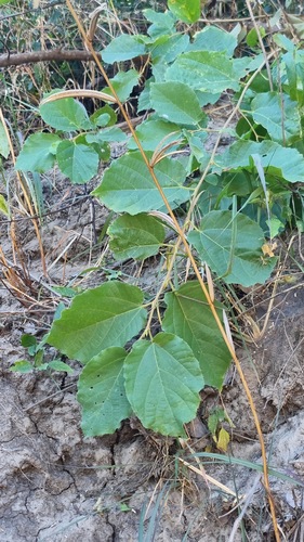 Softleaf Raisin