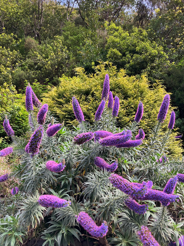 Echium candicans