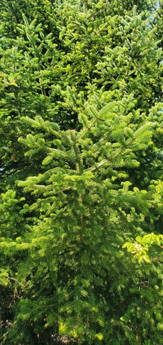 Abies cephalonica, photograph 5
