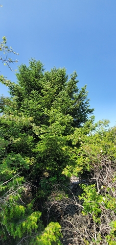 Abies cephalonica, photograph 6