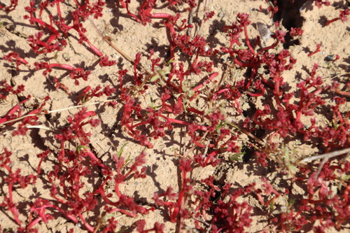 Crassula vaillantii