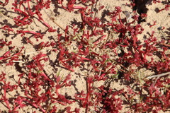 Crassula natans