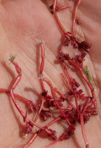 Crassula vaillantii