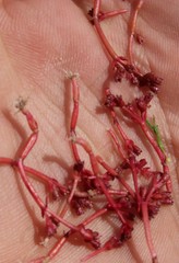 Crassula natans