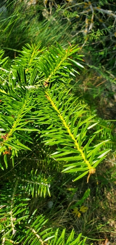 Abies cephalonica, photograph 3