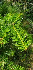 Abies cephalonica, photograph (c) Mitch Van Dyke, some rights reserved (CC BY)