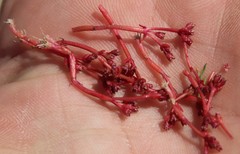 Crassula natans