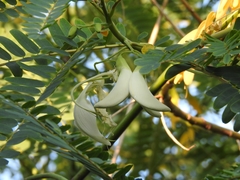 Sesbania grandiflora