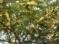 Sesbania grandiflora