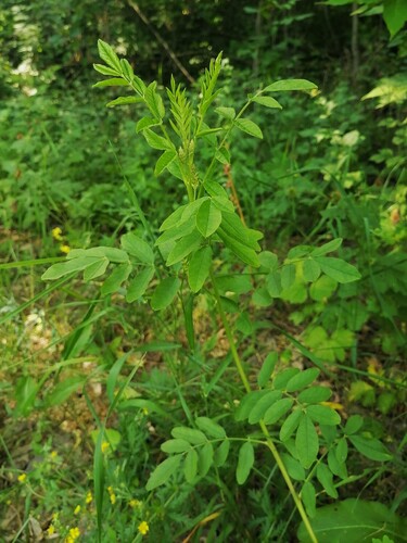 Наблюдение на iNaturalist