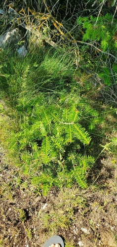 Abies cephalonica, photograph 4