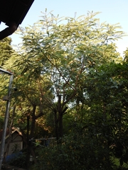 Sesbania grandiflora