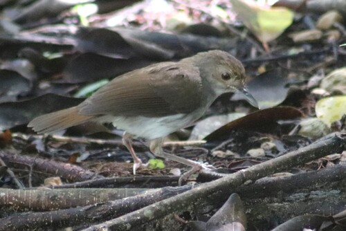 White-chested Babbler (Pellorneum rostratum), photo 8