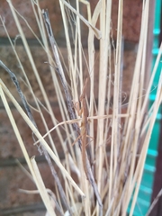 Pyrgomantis rhodesica