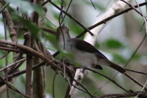 White-chested Babbler (Pellorneum rostratum), photo 9