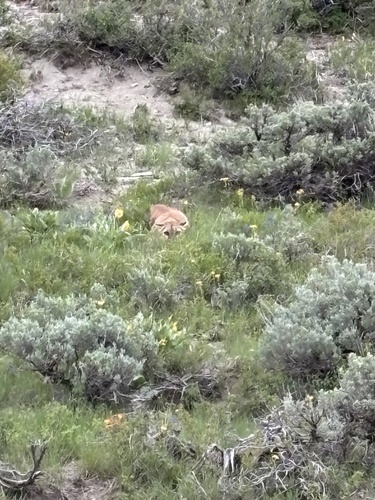 Mountain Lion photographed in Utah