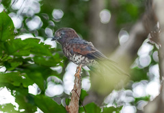Leptosomus discolor discolor
