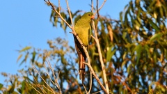 Polytelis anthopeplus