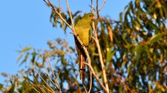 Polytelis anthopeplus