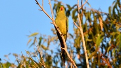 Polytelis anthopeplus