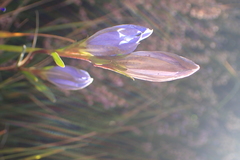 Gentianeae