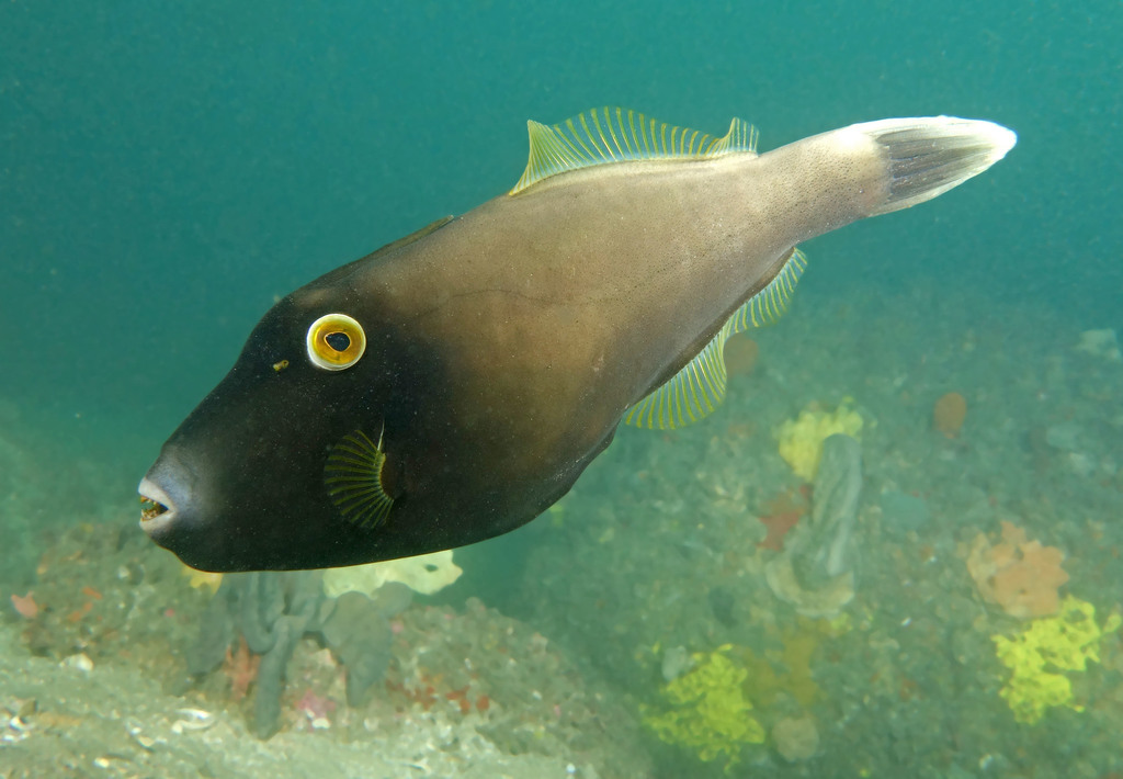 Black Reef Leatherjacket