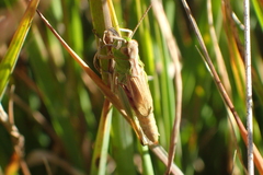 Pseudochorthippus montanus