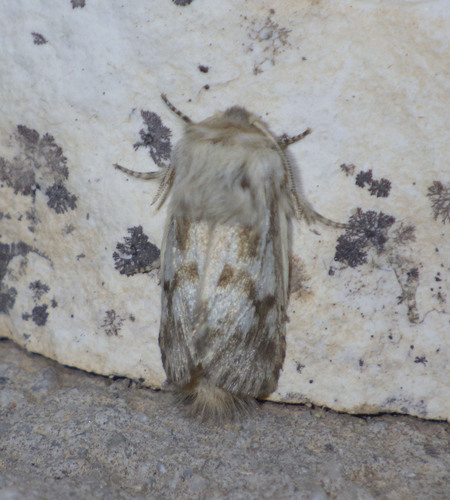 Dyspessa aculeata