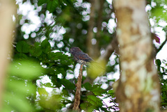 Leptosomus discolor discolor