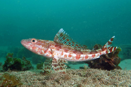 Representative image of Aulopus