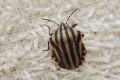 Graphosoma rubrolineatum