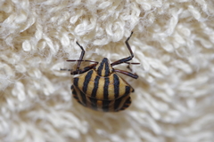 Graphosoma rubrolineatum