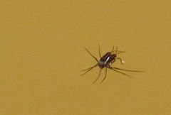 Trepobates panamensis