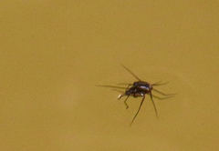 Trepobates panamensis