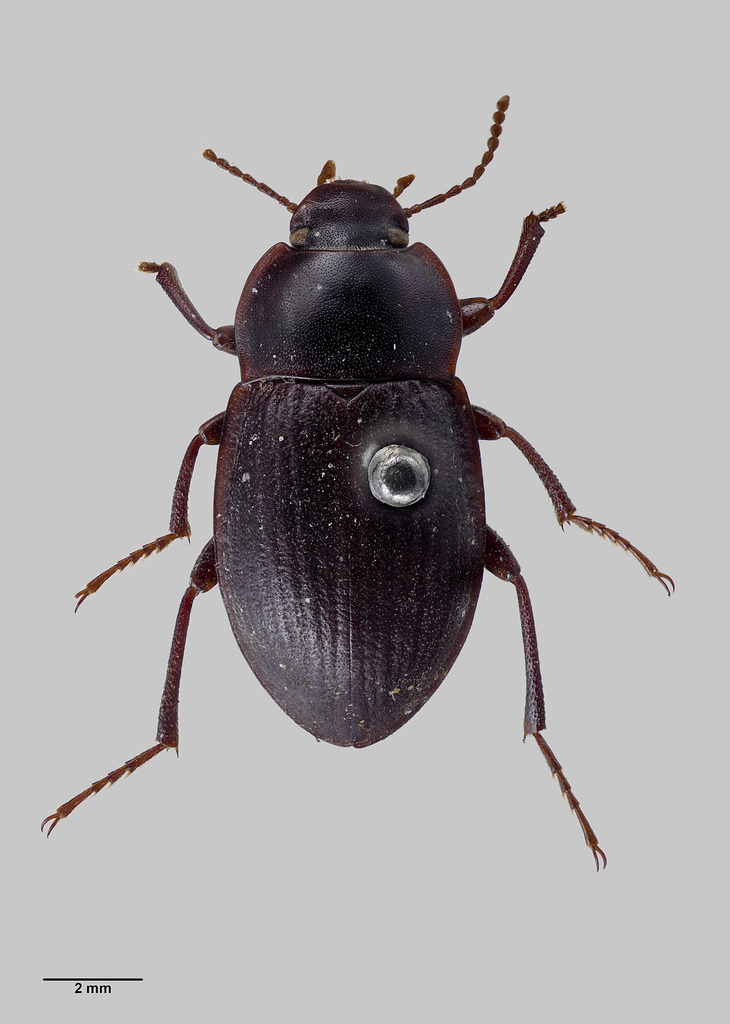 Mimopeus neglectus