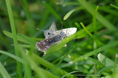 Burnsius communis