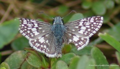 Burnsius communis