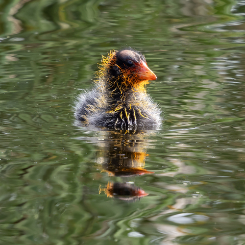 American Coot photographed in North Dakota