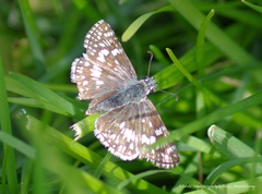 Burnsius communis