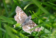 Burnsius communis