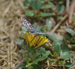 Burnsius communis
