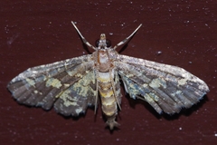 Eurrhyparodes bracteolalis