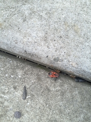 Pyrrhocoris apterus