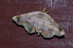 Mecodina albodentata